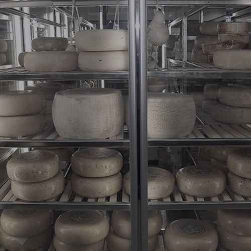 Large cheese wheels on shelving in a fridge